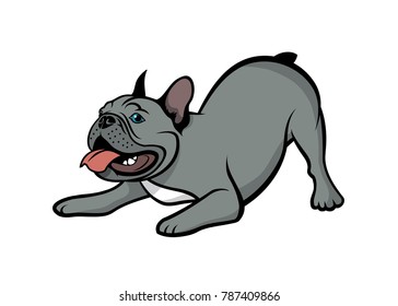 Blue - gray French bulldog - isolated vector illustration