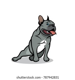 Blue - gray French bulldog - isolated vector illustration