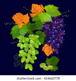 blue and green grapes