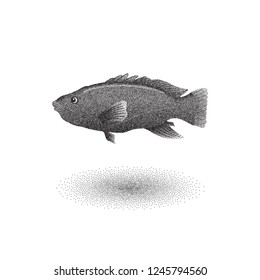 Blue Groper fish with stipple effect in black and white