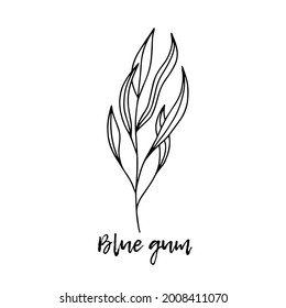  Blue gum. Ayurveda. Natural herbs. Ayurvedic herbs, medicines. Herbal illustration. A medicinal plant. The style of doodles. Medicines for health from plants.