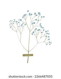 Blue gypsophila isolated. Baby's breath plants, blooming flowers, isolated on white background. 