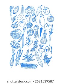 Esboço de tinta desenhado à mão azul. Conjunto de vários vegetais. Esboços de comida diferente. Isolado no branco