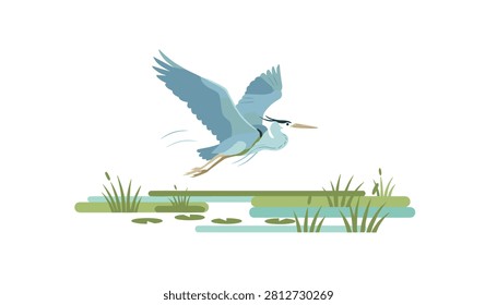 Blue heron flying over a marshy landscape filled with green reeds and small lily pads in the water.