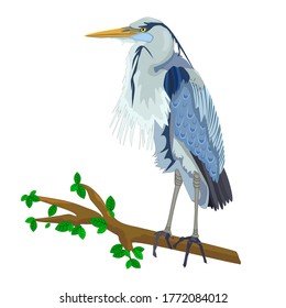 Blue Heron on tree branch isolated on white background. Heron bird, marsh fauna. Wild egret with long yellow beak and legs. Gray feathered stork. Design elements for prints. Stock vector illustration