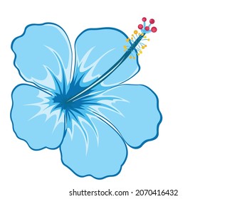 Blue hibiscus flower vector illustration, exotic tropical flower