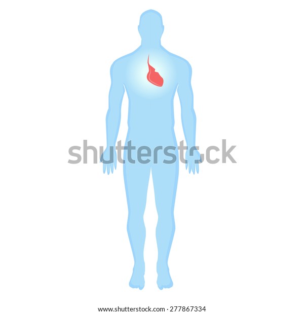 Blue Human Silhouette Human Heart On Stock Vector (Royalty Free) 277867334