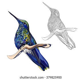 blue hummingbird vector image