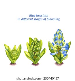 Blue hyacinth in different stages of blooming on white background