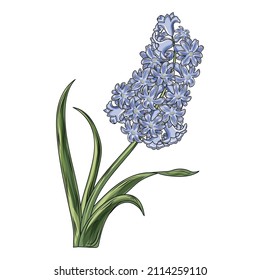 Blue hyacinth flower. Vector illustration.