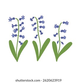 Blue hyacinths with green leaves set in flat cartoon design. Springtime first bulb flowers. Blooming decorative bouquet in spring garden. Botanical decorative plants. Vector illustration isolated.