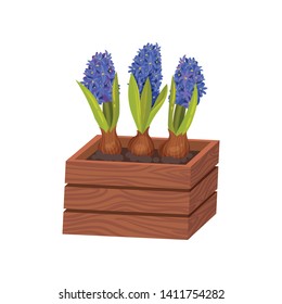 Blue hyacinths grow in a box. Vector illustration on white background.