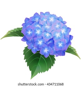 blue hydrangea ajisai flower illustration vector