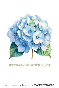 Blue hydrangea flower isolated watercolor vector drawing.Botanical illustration.Floral painting.
