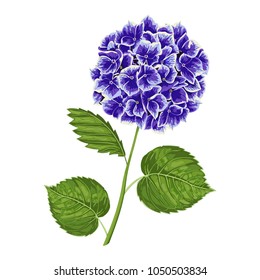 Blue hydrangea flower with leaves. Wedding watercolor invite card with floral design, leaves. Boho design in rustic elegant style. Isolated vector.