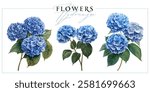 Blue hydrangea flowers isolated on a white background. Vintage painting style illustration.