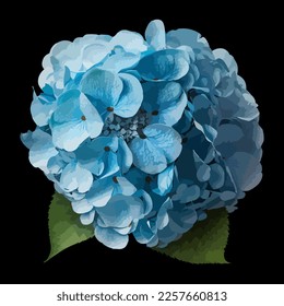 Blue hydrangea flowers. Vector stock illustration eps10.