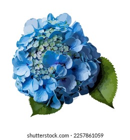 Blue hydrangea flowers. Vector stock illustration eps10