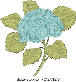 Blue hydrangea isolated on white background