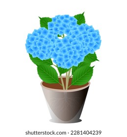 Hidrangea azul en una olla sobre fondo blanco.