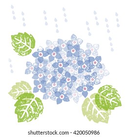A Blue hydrangea in a rainy season