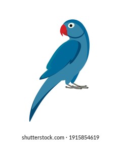 Blue indian parrot isolated on white background