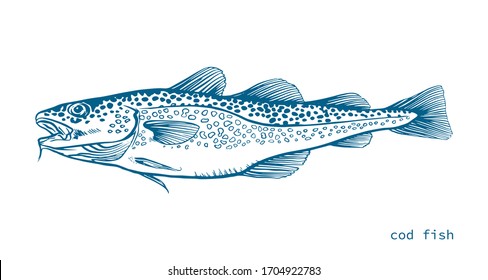 Blue Ink Hand drawn vector illustration of cod fish (Gadus morhua) on white background