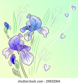 Blue iris background