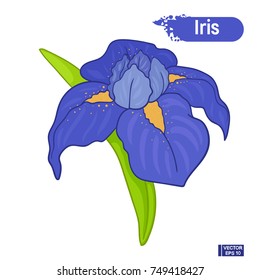 Blue iris flower