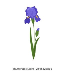 Blue iris flower. Blooming plant with green leaves. Symbol of births. Hand drawn vector illustration isolated on white background. Modern flat cartoon style.