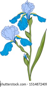 blue iris, flower branch with buds ink art, floral botanical vector illustration. hand drawn irises illustration element on white background.