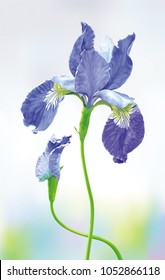Blue Iris flower with bud on blurred background. Botanical vector drawing in watercolor style for romantic greeting cards, wedding decoration, invitations, posters, banners, spring and summer sales.