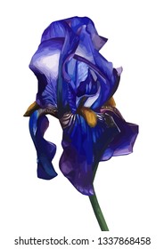 Blue iris flower isolated on white background. Vector illustration