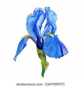 Blue iris flower isolated on white background vector illustration in watercolor style. Dark blue bud, light transparent petals. Iris blossom blue flower with delicate petals.