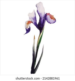 blue iris flower with leaves botanical watercolor illustration