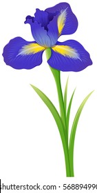 Blue iris flower on white background illustration