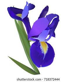 blue iris flower on white background