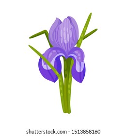 Blue iris flower. Vector illustration on a white background.