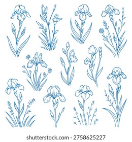 Blue iris flowers, botanical line art, elegant floral design, greeting cards, nature.