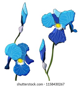 Blue  Iris Flowers Isolated on White Background. Vector illustration