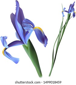 Blue iris flowers on white background for wallpapers or graphic designs 