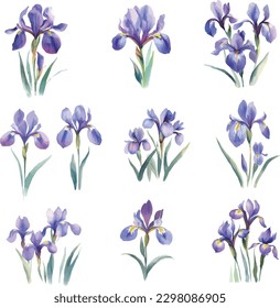 Flores de iris azul puestas. Ilustración de acuarela. Aislado sobre fondo blanco.