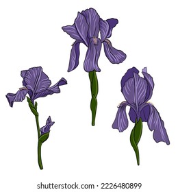 blue iris flowers, vector drawing garden plants at white background, hand drawn botanical illustration