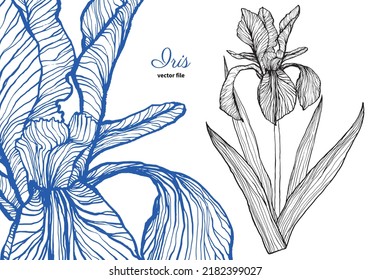 Iris dibujado a mano en línea de vector