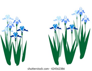 Blue irises blooming in the vector.