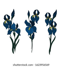 Blue irises . Collection. Vector illustration.