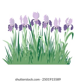 blue irises and green grass, vector drawing flowers at white background, hand drawn botanical illustration