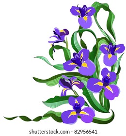 Iris azules aislados en fondo blanco