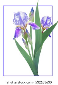 Blue irises on a white background