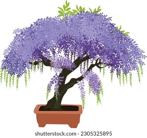 Blue Jacaranda, Jacaranda Mimosifolia Bonsai Illustration With White background